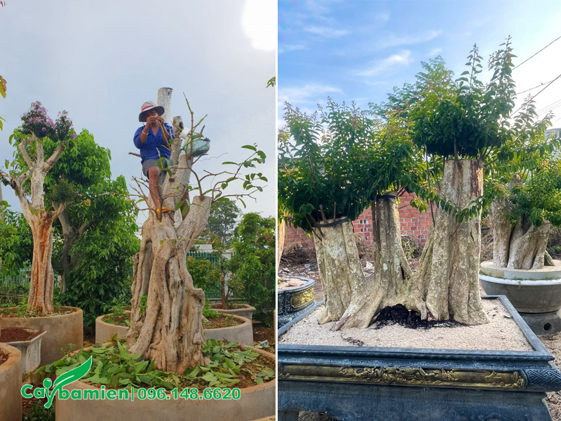 Chuẩn bị gốc ghép cho cây săng lẻ ghép tường vi