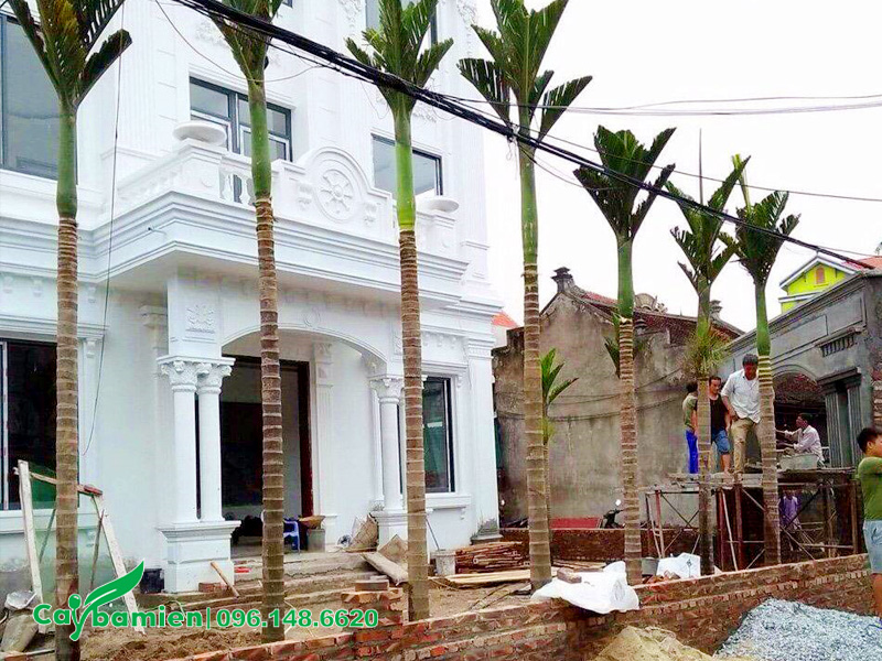 Cau ta lóng thân 4 - 5m trồng hàng thẳng trước nhà