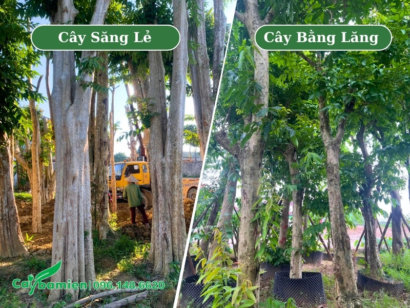 Hình ảnh cây săng lẻ và bằng lăng cổ thụ đã được dâm ủ kỹ