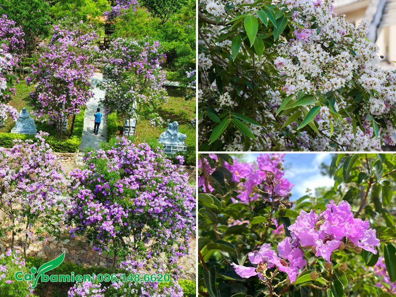 Vẻ đẹp của hoa săng lẻ