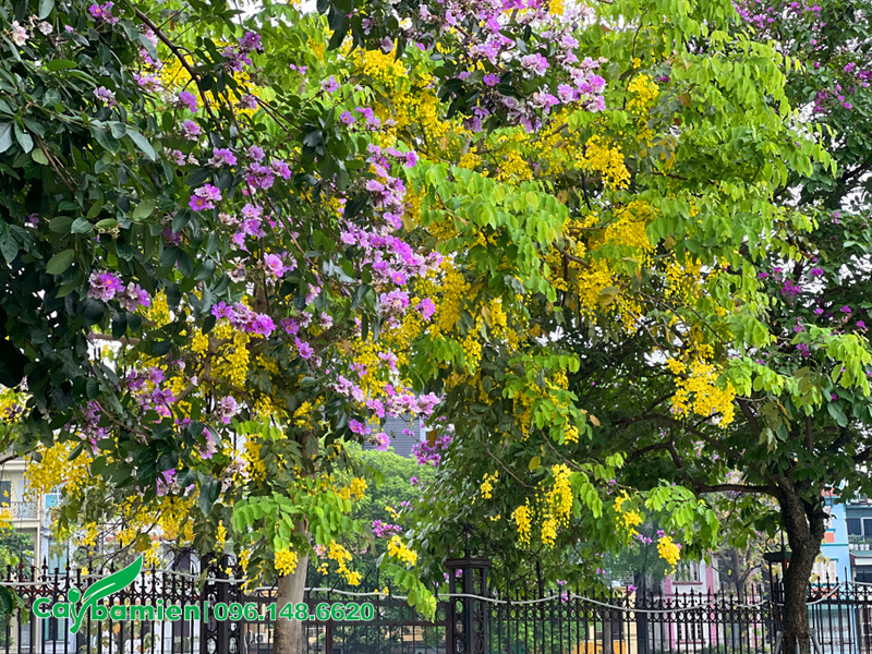 Hàng cây bằng lăng tím trồng xen với cây hoa muồng hoàng yến