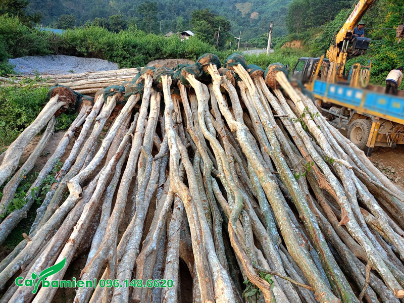 Khai thác số lượng lớn cây săng lẻ công trình từ rừng ở Nghệ An