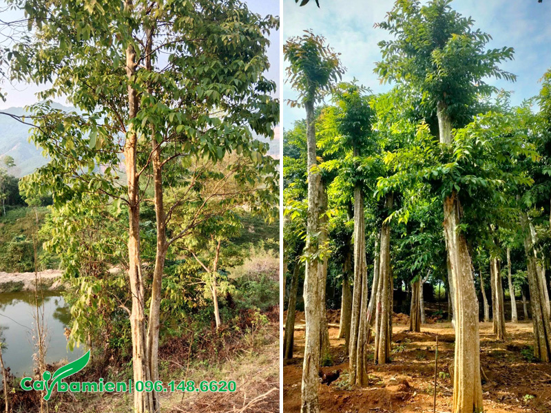 Loại cây bằng lăng rừng cỡ nhỡ, đường kính gốc 35cm