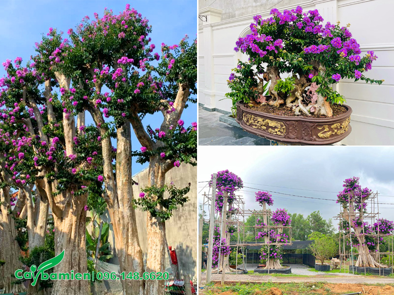 Các kích thước cây săng lẻ ghép bằng lăng tím