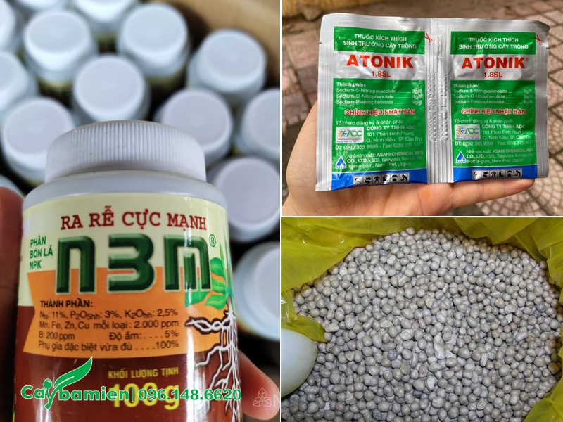 Dùng thuốc kích rễ và phân tan chậm cho cây săng lẻ trồng chậu