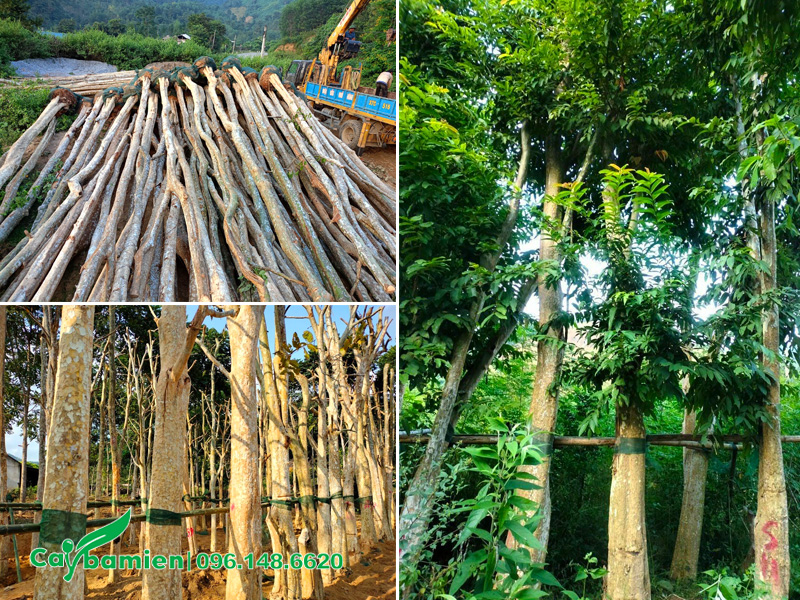 Bứng và dưỡng ủ số lượng lớn cây săng lẻ mới bứng