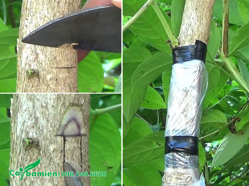 Kỹ thuật tạo nên cây săng lẻ ghép tường vi đẹp