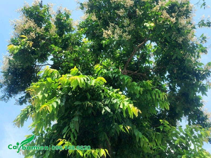 Tán lá của cây săng lẻ công trình lâu năm