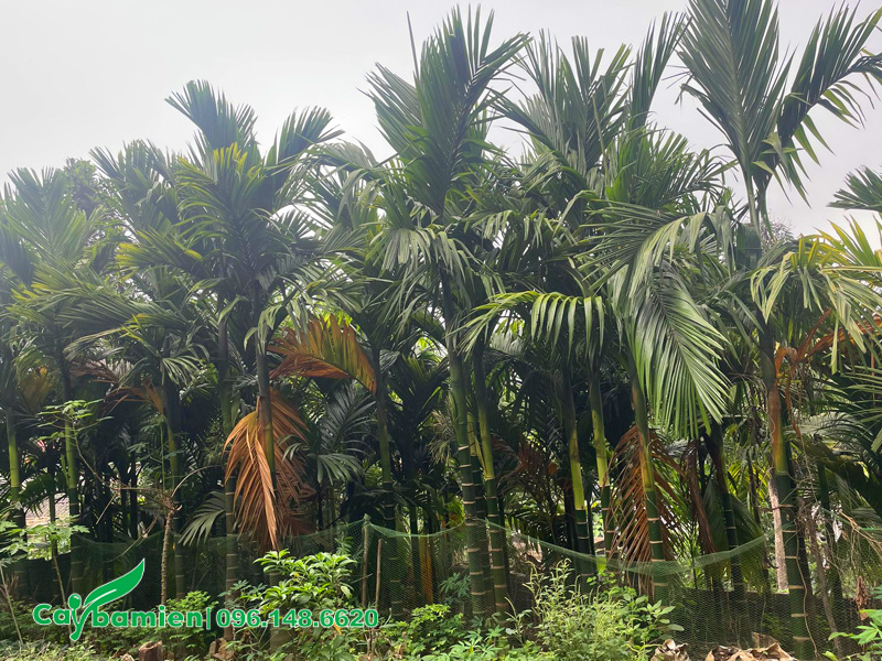 Vườn trồng cây cau trước nhà, số lượng quá nhiều, mật độ dày nên cây thường bị vàng lá