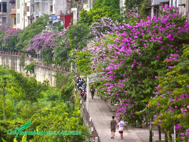 Hàng bằng lăng tím trồng vỉa hè đẹp, đang đến mùa ra hoa