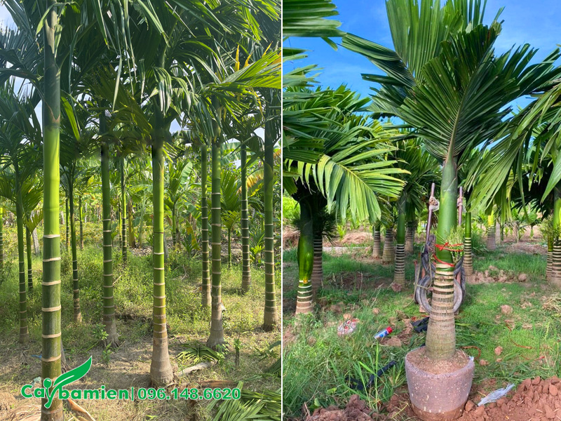 Nhà vườn nuôi trồng các loại cây cau cảnh chất lượng, giá tốt