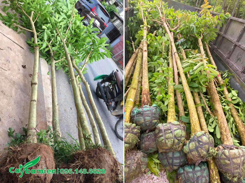 Cung cấp số lượng lớn cây bằng lăng dâm ủ đường kính gốc 15cm cho sự án trồng cây vỉa hè