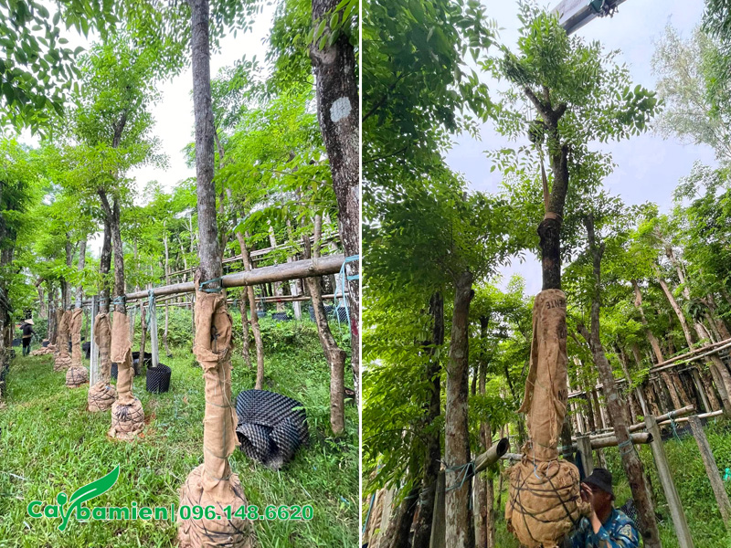 Vườn cây giáng hương huyết công trình đường kính gốc 20cm, đã bọc bầu kỹ