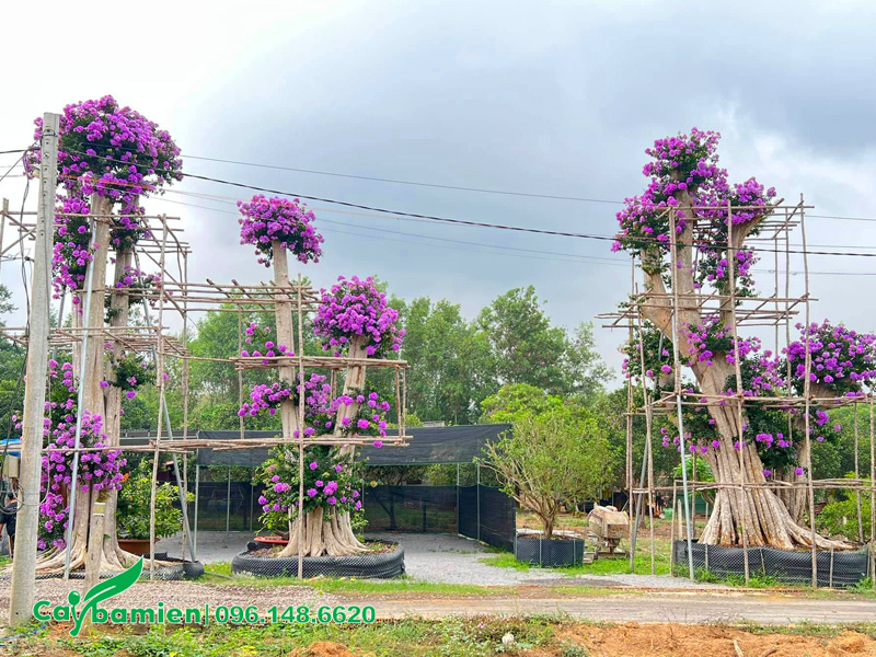 Cây săng lẻ cổ thụ ghép cành hoa bằng lăng tím