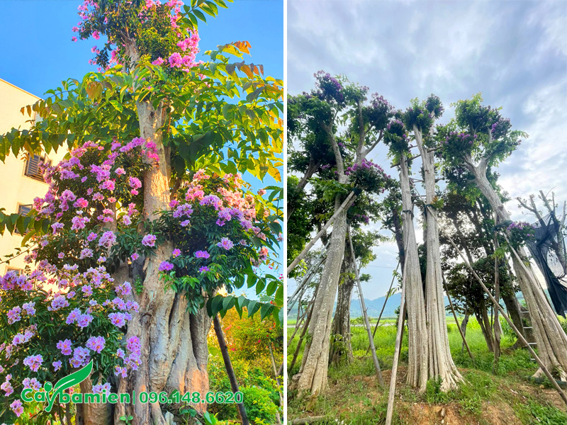 Vườn dưỡng ủ và ghép cành cho cây săng lẻ cổ thụ