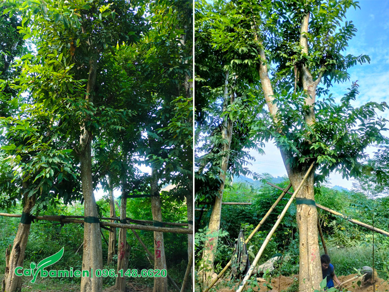 Mua cây bằng lăng rừng đã dâm ủ kỹ, đường kính gốc 30 - 35cm