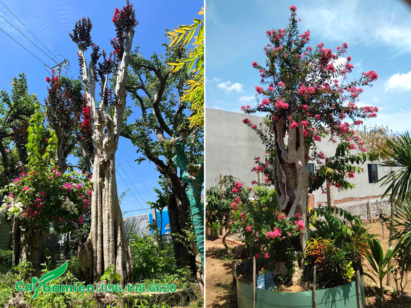 Những cây săng lẻ ghép tường vi đẹp, chiều cao 3 - 5m