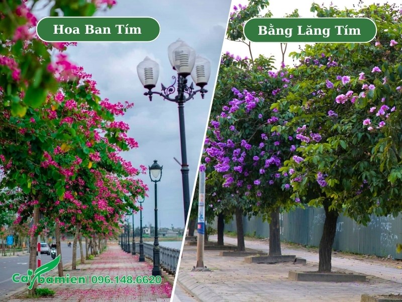 Cây hoa ban tím và bằng lăng tìm trồng vỉa hè tại các thành phố lớn