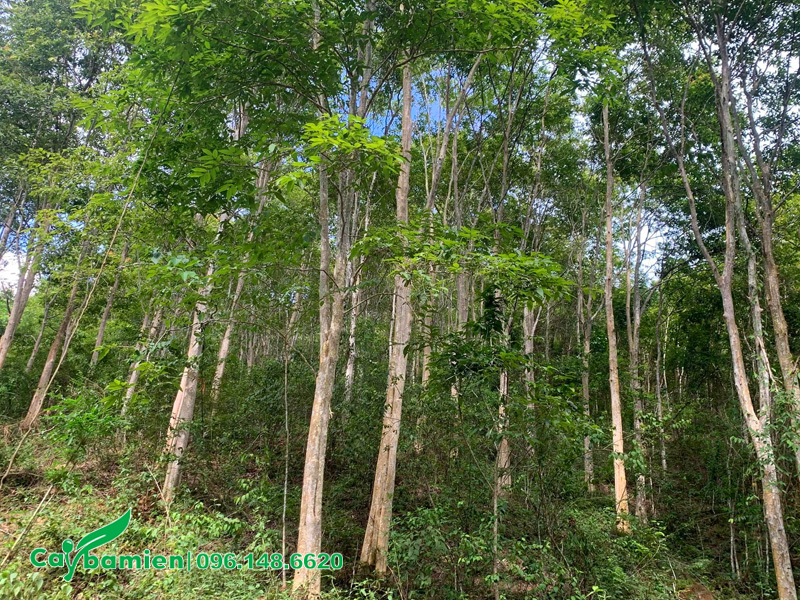 Rừng cây săng lẻ công trình đường kính gốc 30cm trở lên
