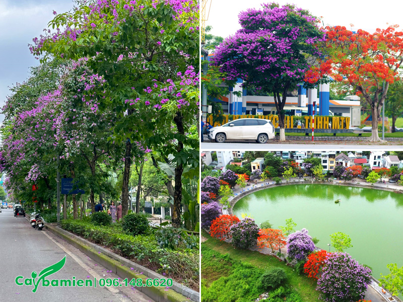Hình ảnh cây bằng lăng trồng đường phố kết hợp với các loại cây công trình, cây trang trí khác