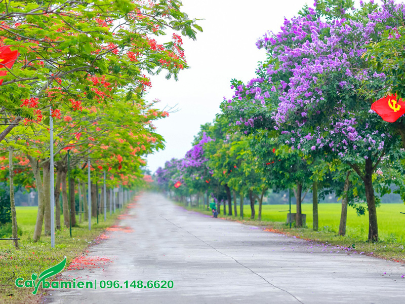 Con đường liên xã ấn tượng với vẻ đẹp của hoa bằng lăng và hoa phượng vĩ đỏ