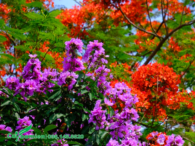 Sắc hoa bằng lăng tím và phượng đỏ đan xen với nhau