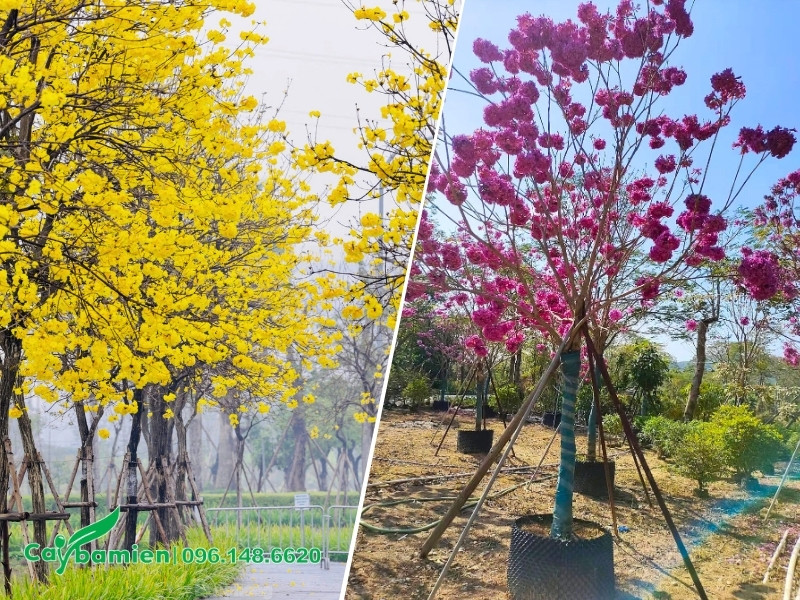 Hai loại phong linh đều có nhu cầu ánh sáng cao, cần trồng ở nơi nhiều nắng