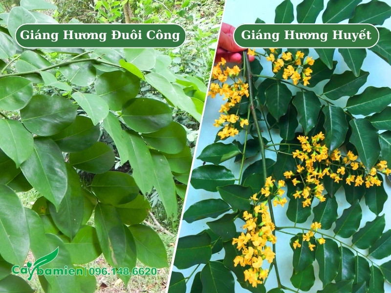 Hình ảnh so sánh sự khác nhau giữa các loại cây giáng hương