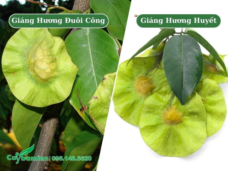 Quả cây giáng hương đuôi công và giáng hương huyết