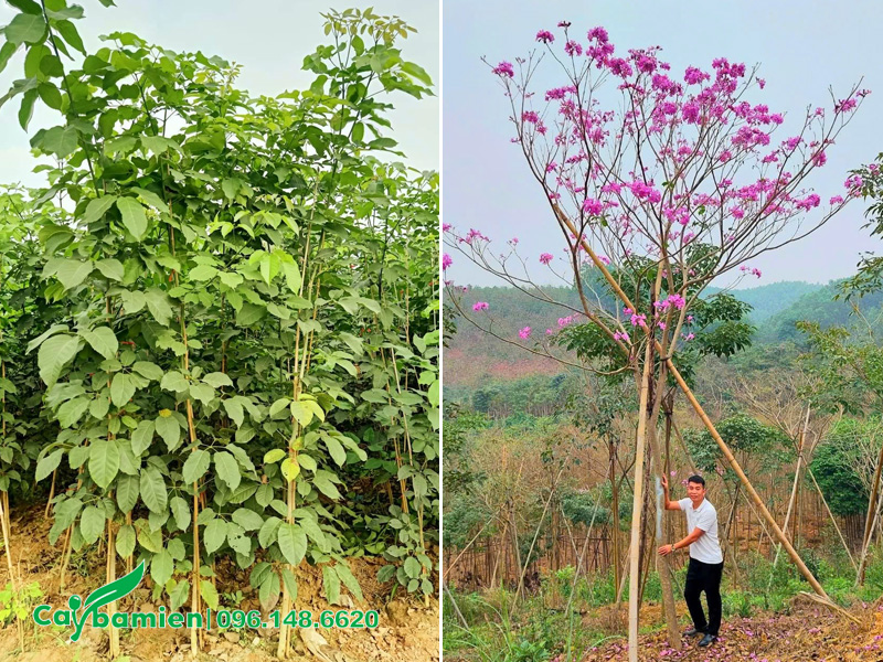 Cây hoa phong linh tím có tốc độ phát triển nhanh