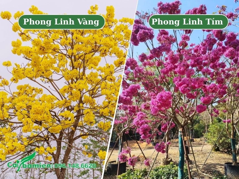 Cây phong linh tím và phong linh vàng khi nở rộ hoa