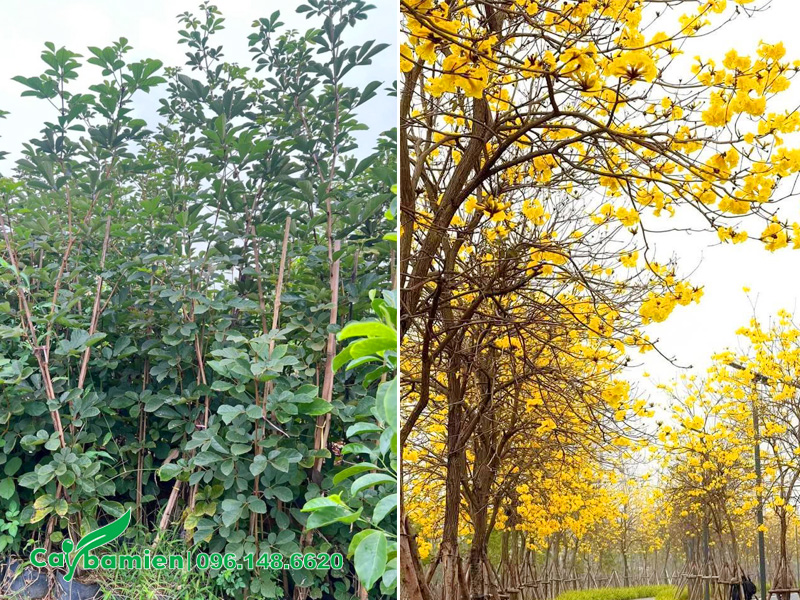 Phong linh vàng trồng vỉa hè đường phố