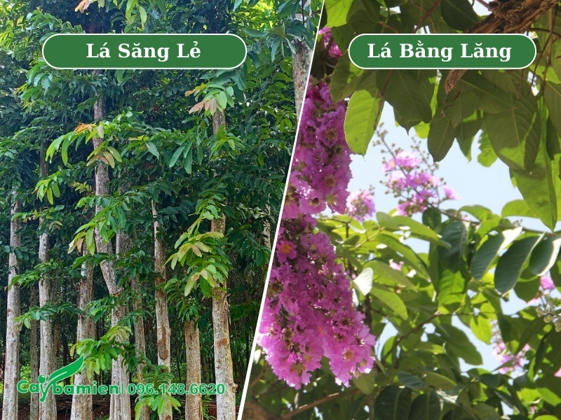 Quan sát lá của hai loại cây