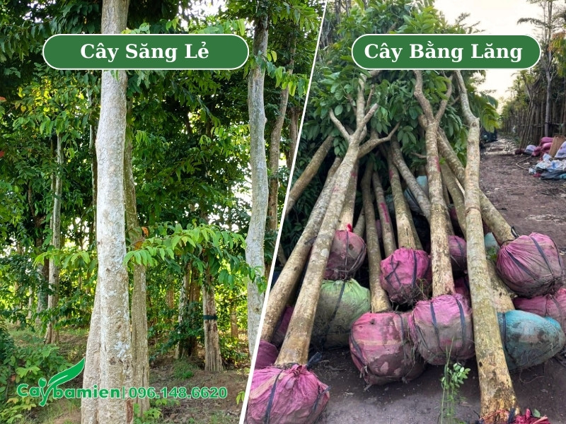 Vỏ thân cây săng lẻ sẽ trắng hơn bằng lăng tím