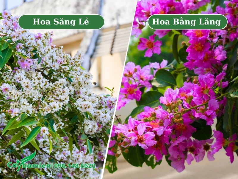 Quan sát hoa săng lẻ và hoa của cây bằng lăng tím để thấy sự khác biệt