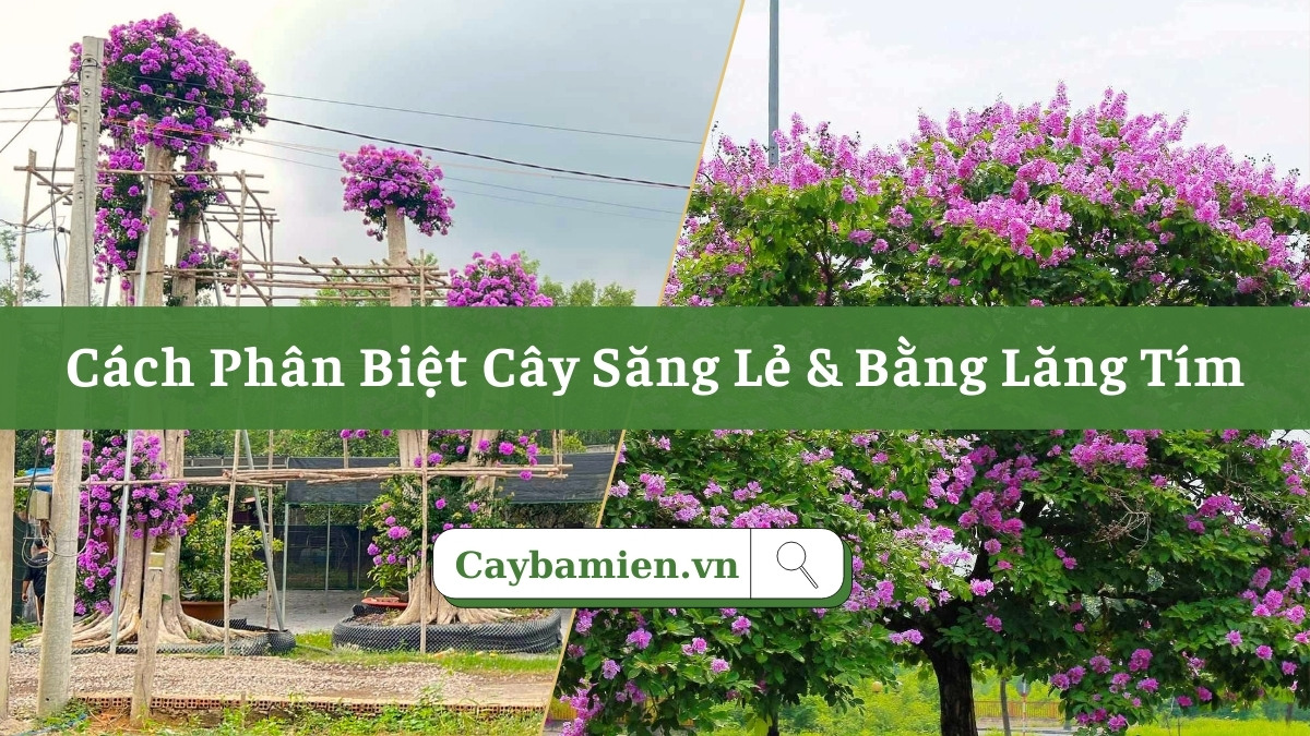 Hướng dẫn cách phân biệt cây săng lẻ và bằng lăng tím qua hình thái cây