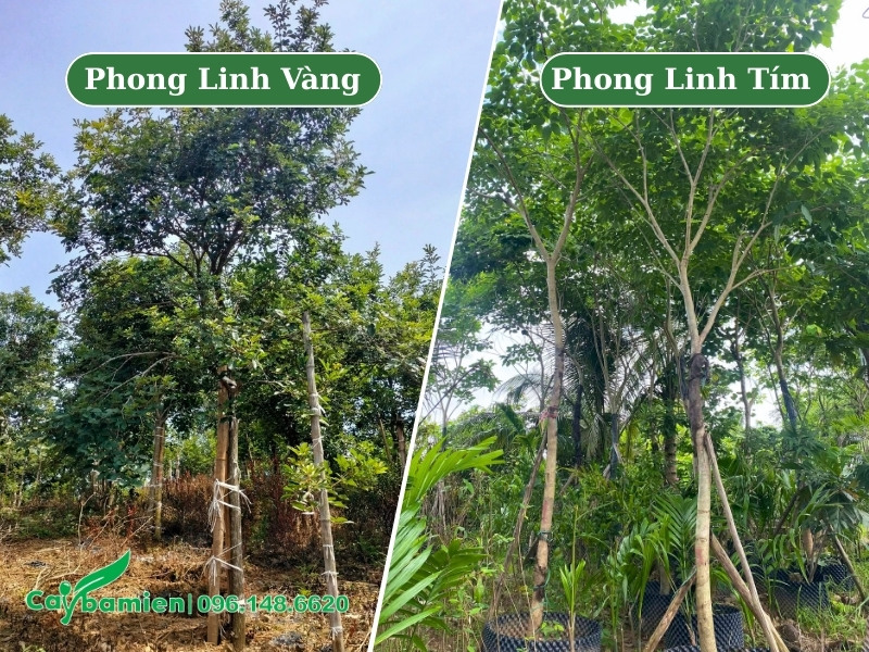 Vườn nuôi trồng cây phong linh tím và phong linh vàng công trình