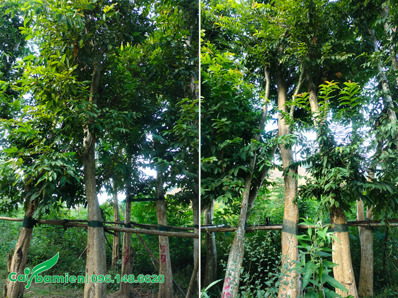 Vườn dưỡng ủ, chăm sóc cây săng lẻ công trình