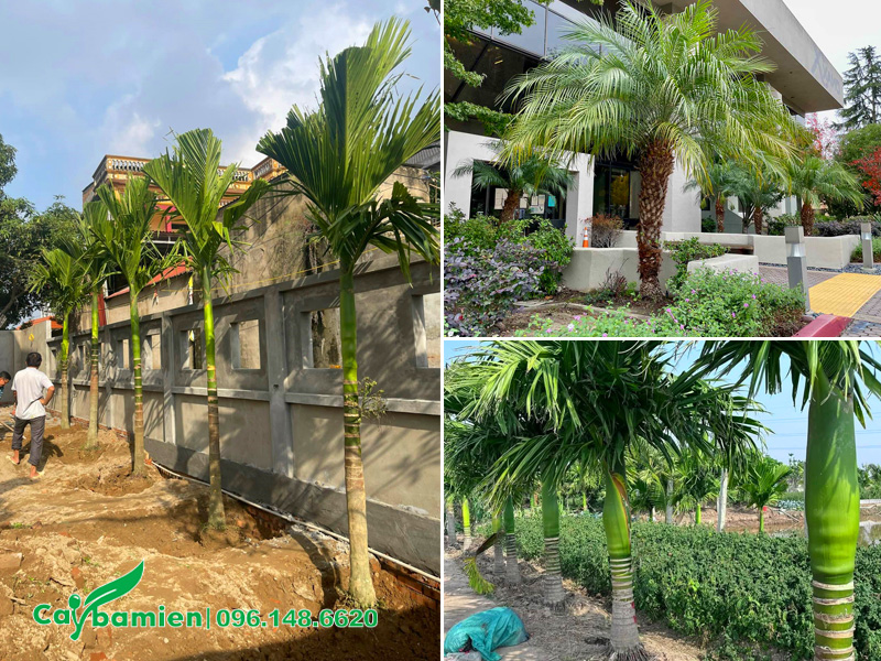 Các loại cây cau trồng trước nhà không chỉ đẹp còn gia tăng phong thủy