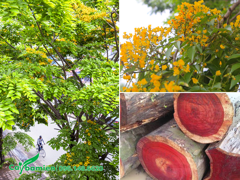 Ý nghĩa cây giáng hương trong phong thủy thể hiện qua từng đặc điểm