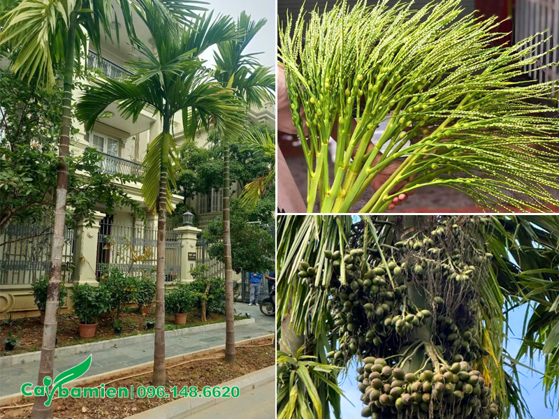 Trồng cây cau ta trước nhà, thân cao vút, thoát thân khoảng 3m