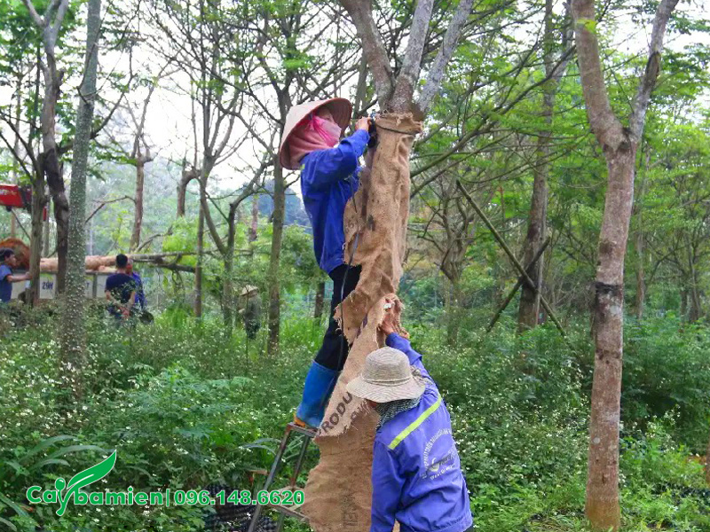 Quấn thân cây công trình lớn mới dưỡng ủ