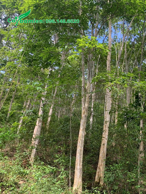 Rừng cây săng lẻ lâu năm, đường kính gốc 35 - 40cm