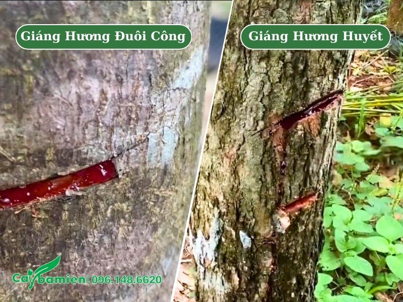 Cây giáng hương có mấy loại? Cách phân biệt qua nhựa và vỏ thân