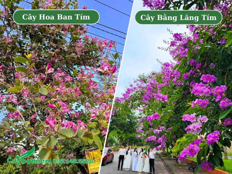 Hình ảnh so sáng cây hoa ban tím và cây bằng lăng tím mùa hoa nở