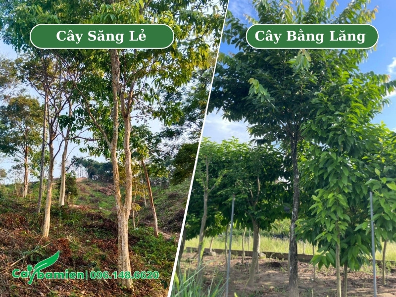 Phân biệt cây săng lẻ và bằng lăng tím trưởng thành, đường kính gốc 15 - 20cm