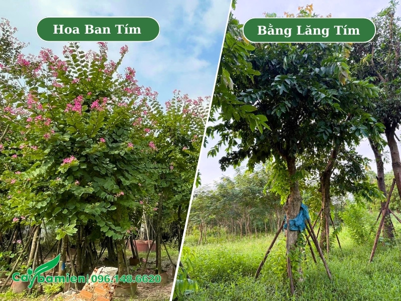Vườn dâm ủ cây hoa ban tím và bằng lăng tím công trình đường kính gốc từ 15cm trở lên