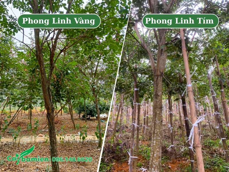 Hình thái thân cành của cây phong linh tím và phong linh vàng