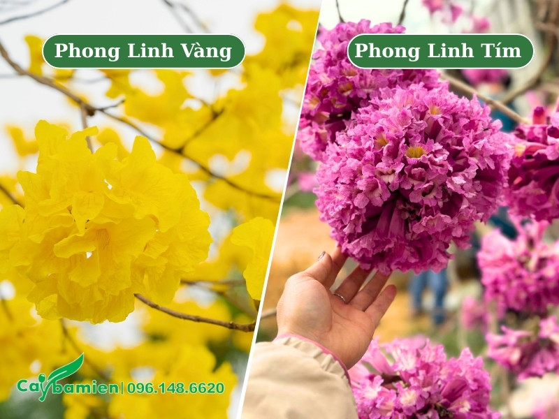 Hình ảnh cận cảnh hoa của cây phong linh tím và phong linh vàng