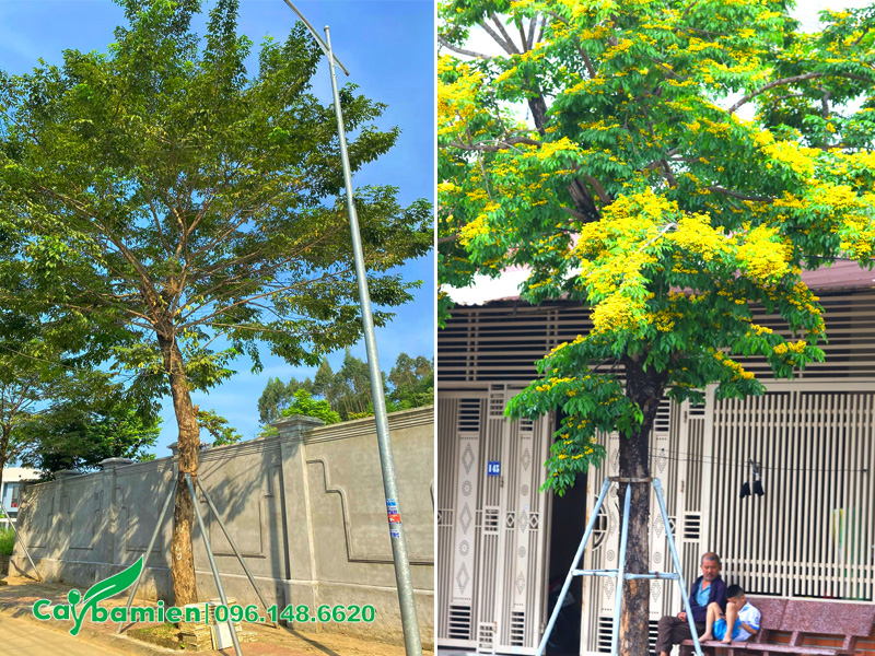 Cây giáng hương huyết cổ thụ trồng trước cổng nhà